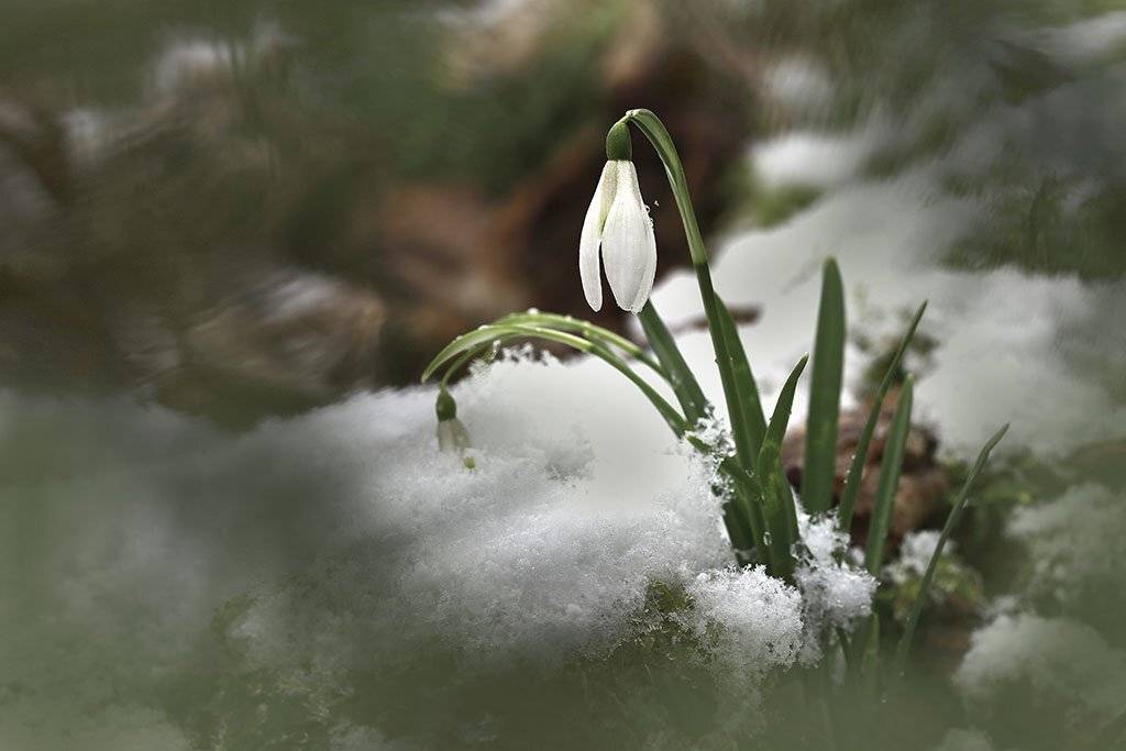 Весна,цветы,подснежники,лес,погода,рано,первые,пасмурно,макро,красивый,цвет,свет,фото,белый,зеленый,серый., Виктор