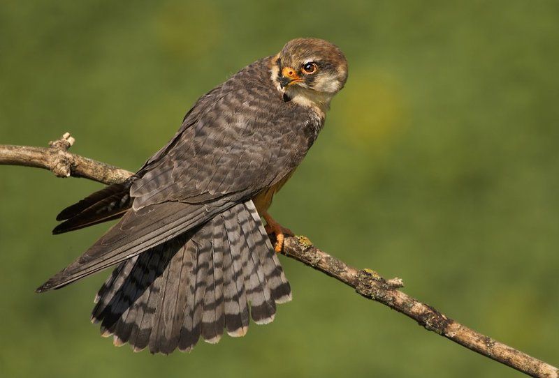 Я оглянулась  посмотреть... фото превью