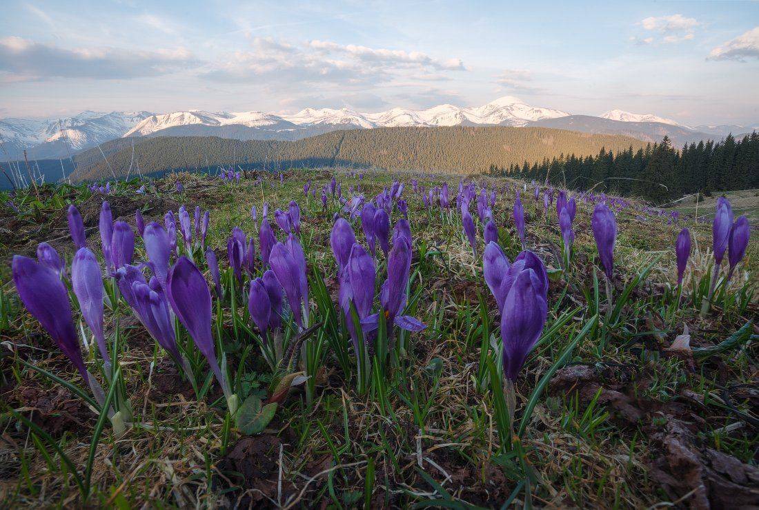 , Ярослав Тюрменко (Jaremi)