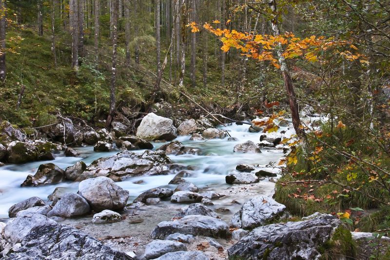Сказки волшебного леса фото превью