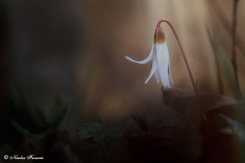 , Nicolae Fanurie Chirobocea