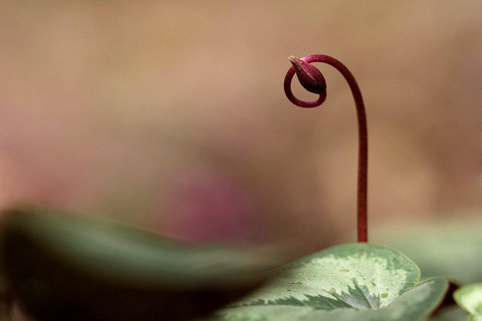 , Иваненко Светлана