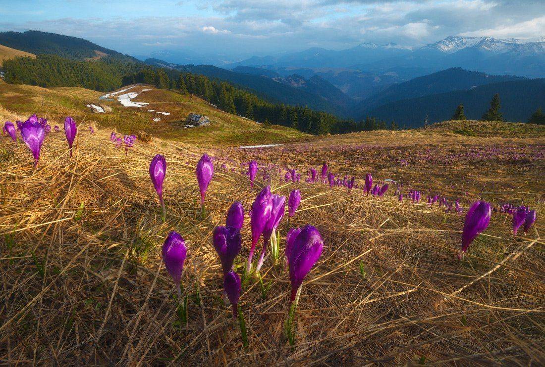 , Ярослав Тюрменко (Jaremi)