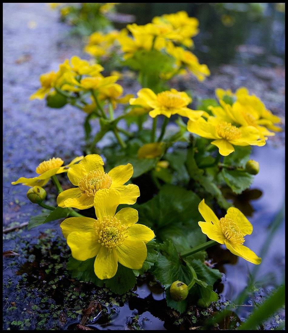 , Поташев Александр