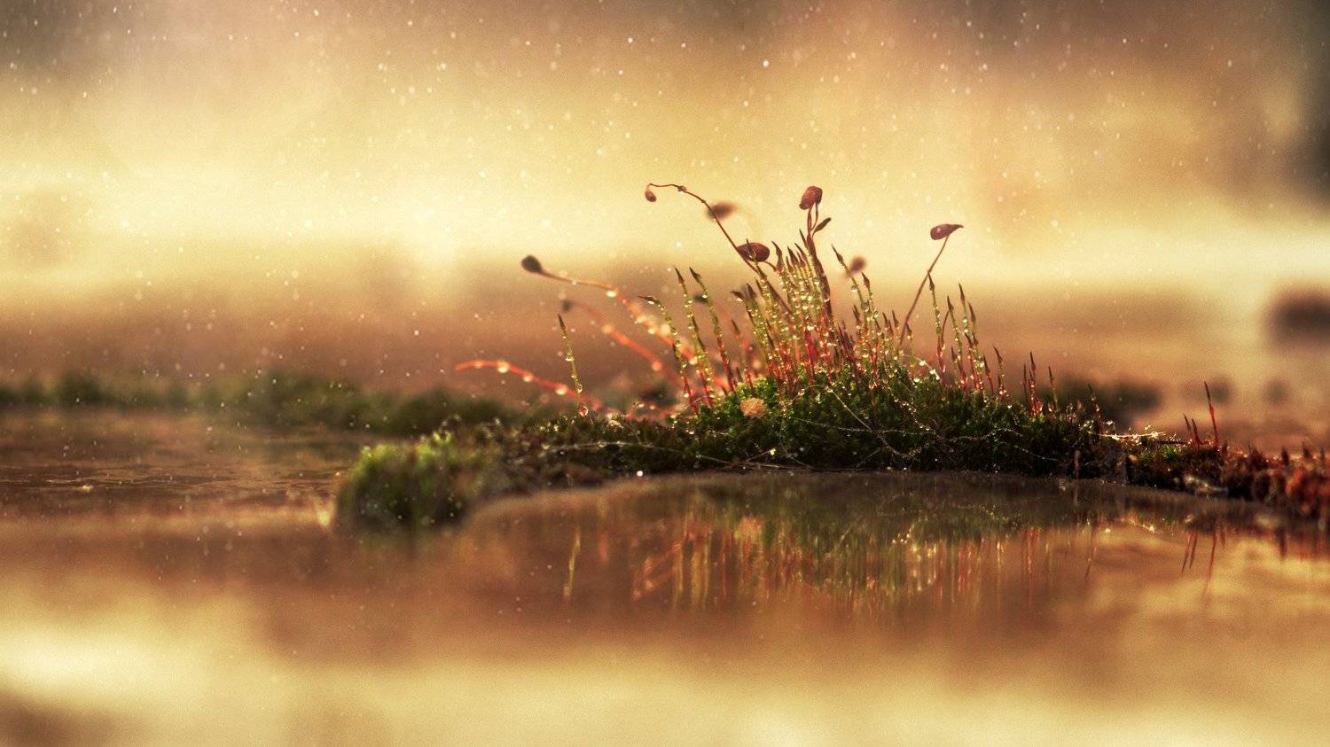 Flowers, Macro, Moss, Nature, Plants, Spring, Alina Shevelina