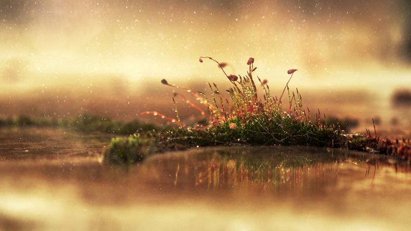 Flowers, Macro, Moss, Nature, Plants, Spring *** фото превью