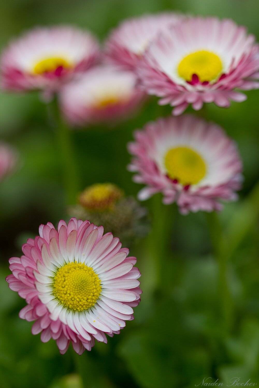 spring,flower,flowers,beauty,beautiful,macro, Naiden Bochev