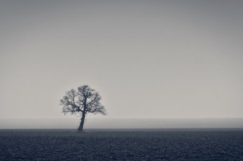Lonely tree