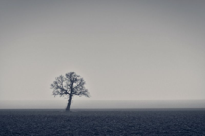 lonely tree, tree, дерево Lonely tree фото превью