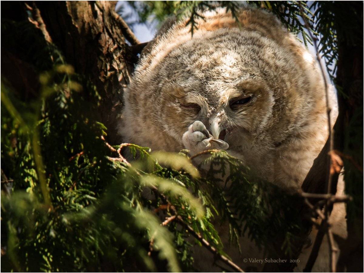 , Валерий Субачев