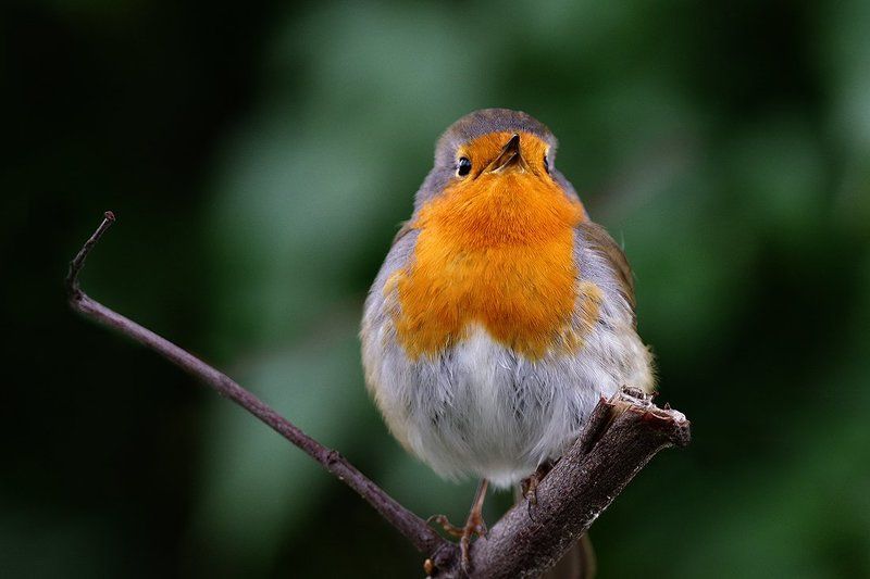 Песнопоец фото превью
