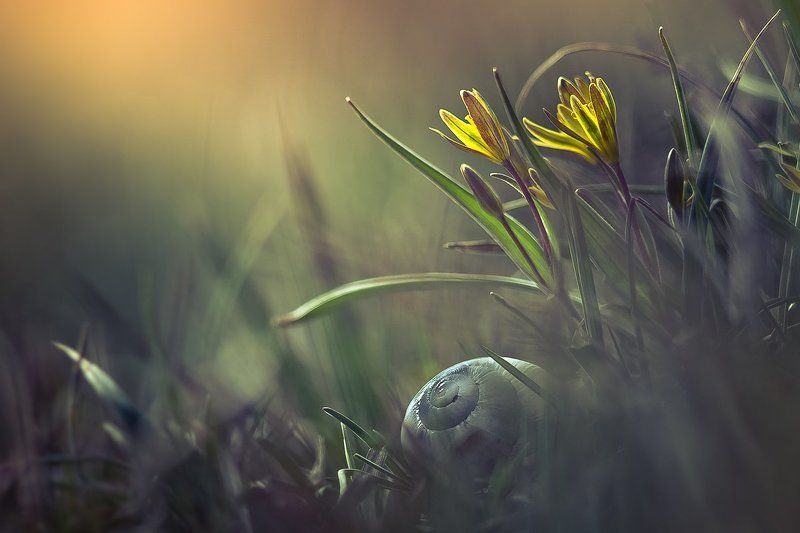 Wildflowers фото превью