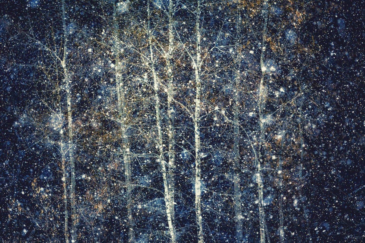 Алтай, Зима, Лес, Природа, Снег, Дмитрий Купрацевич