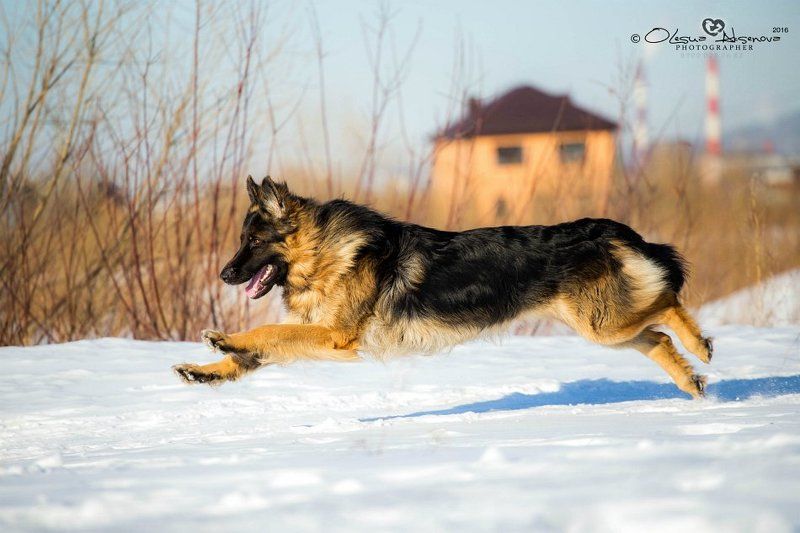 немецкая овчарка, длинник, собака, НО,  Граф  фото превью