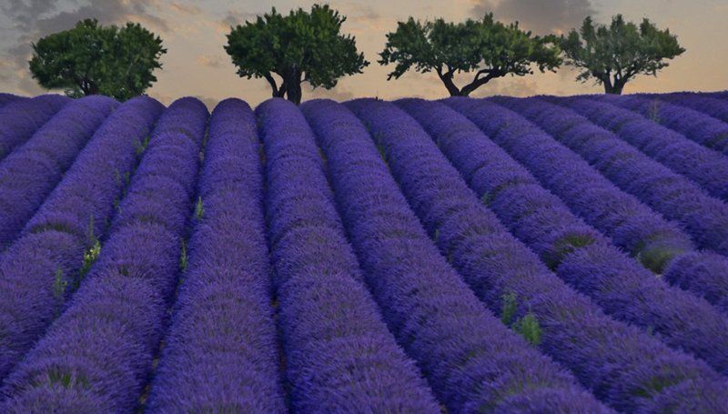 Лаванда. фото превью