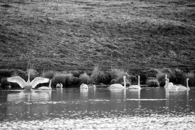 канада, альберта, весна, лебеди Вернулись фото превью