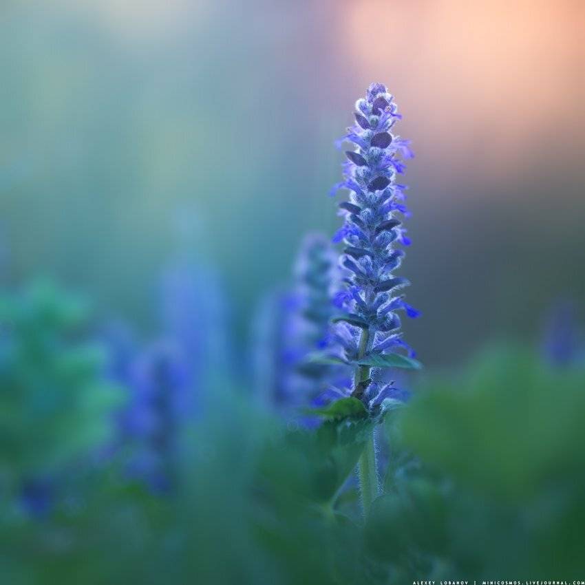 , Алексей Лобанов