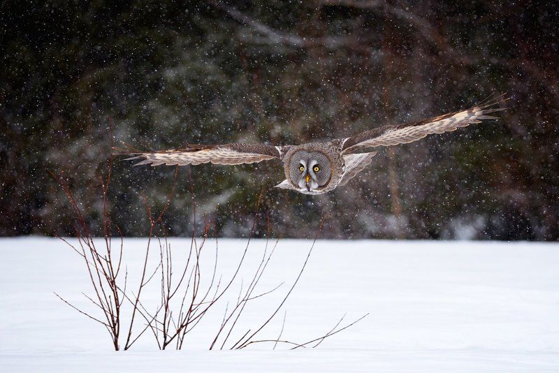 летит сова... фото превью