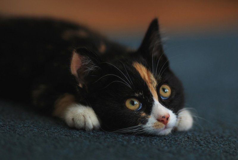 Кошка, Кошки Чили фото превью