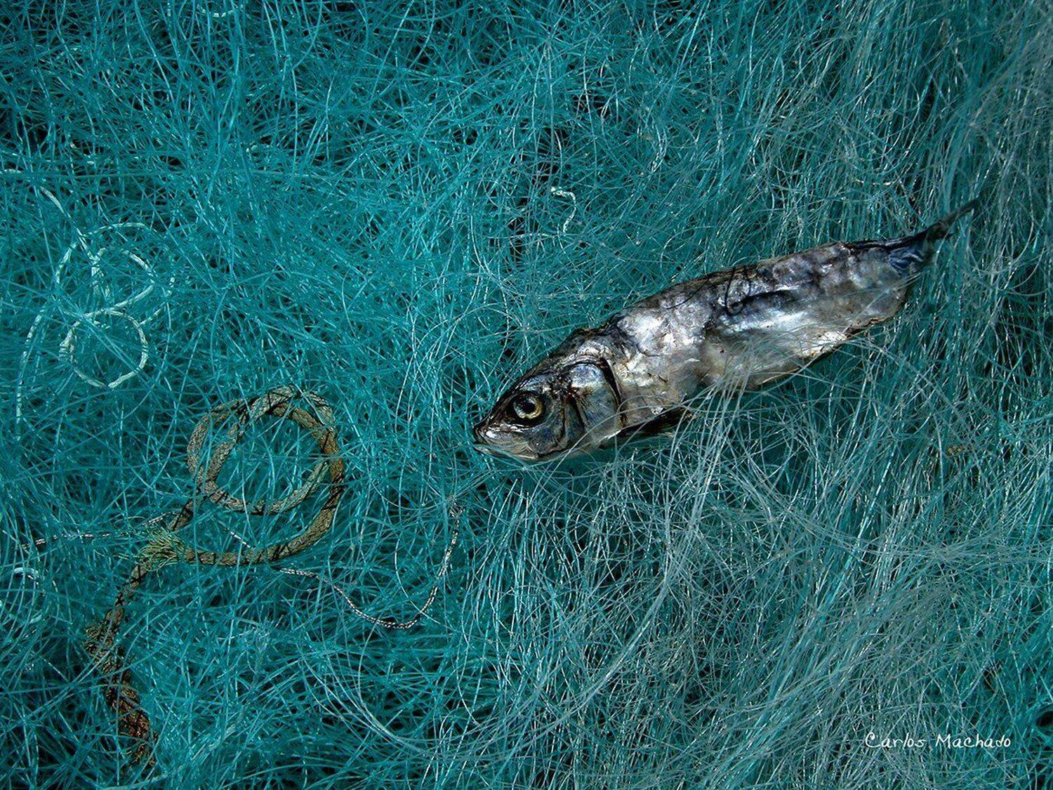 animals, macro, still life, travel, other, Carlos Machado
