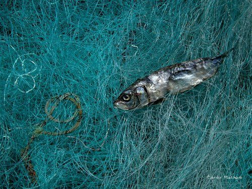 Swimming in the fishnet