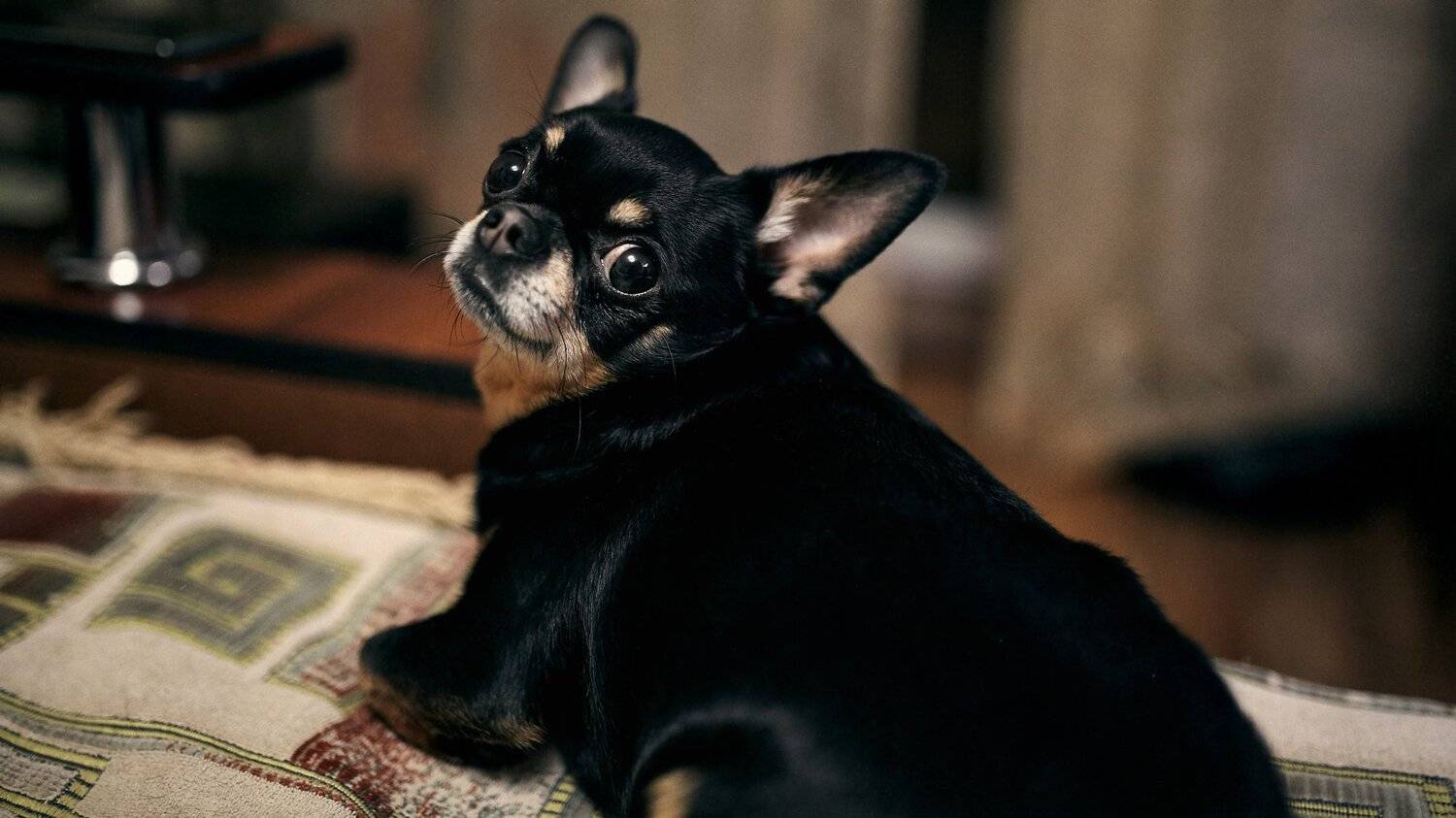 Взгляд, Портрет, Собака, Чихуахуа, Цвелёв Дмитрий