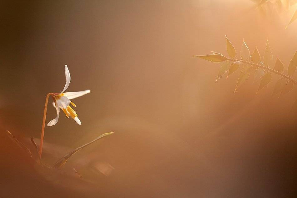 , Иваненко Светлана