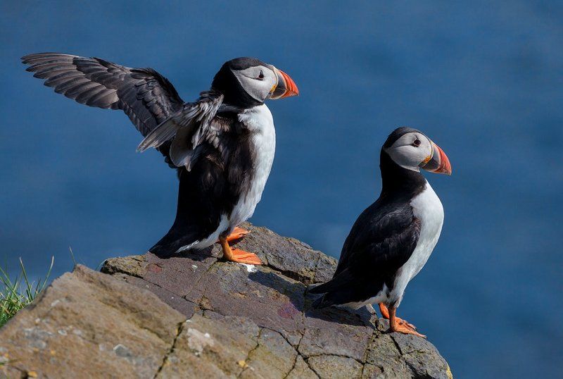 faroe islands, тупик, фарерские острова, фареры Faroe islands. Puffins фото превью