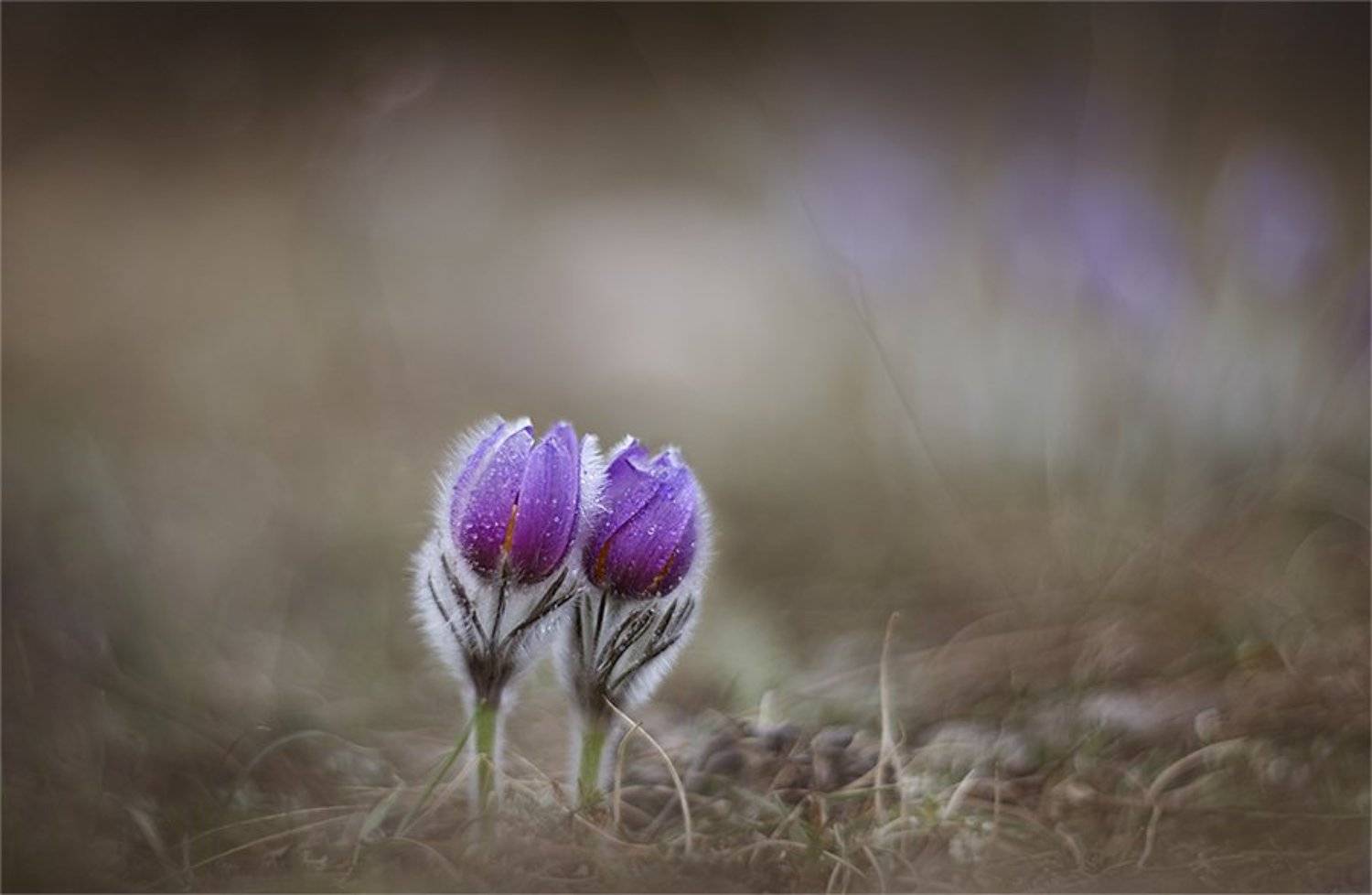 , Наталья Ова