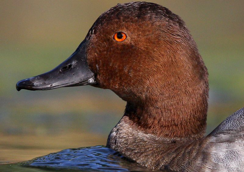 #bird, #birds, #birds portrait, #fauna, #nature, #portrait, #Rostov region, #wildlife Портретное... фото превью