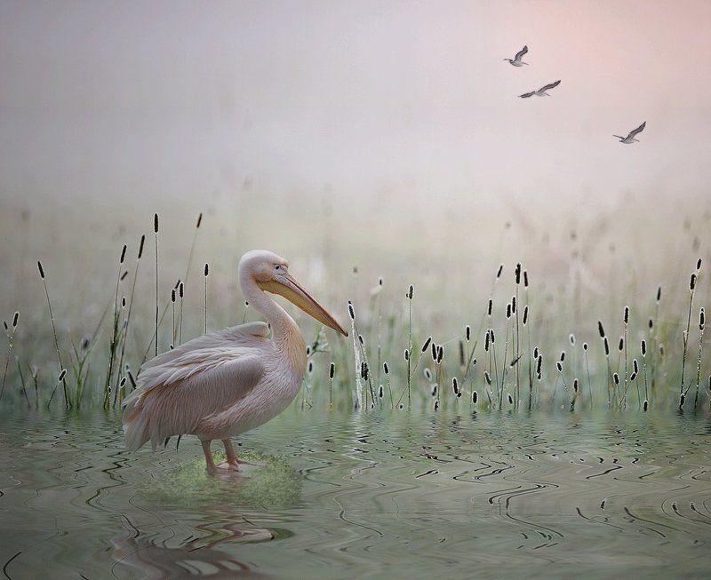 болото, журавли, закат, камыш, пеликан,облака, Call of the heart фото превью