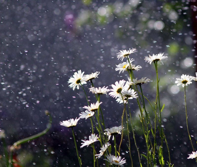 цветы, брызги, природа *** фото превью