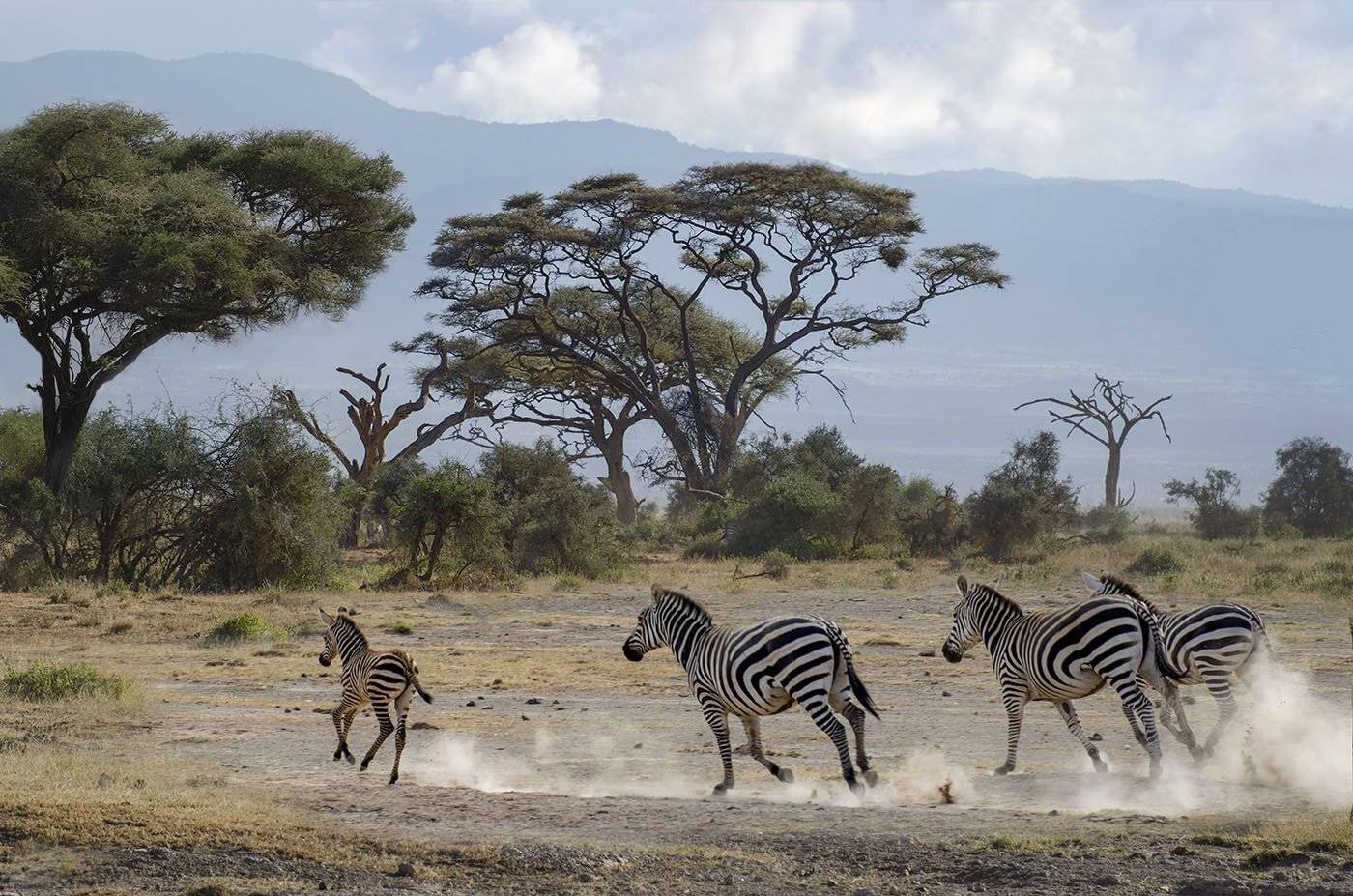 зебры, Кения, Африка, саванна, Марина Мудрова