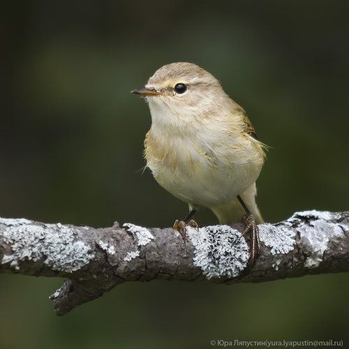 Chiffchaff.