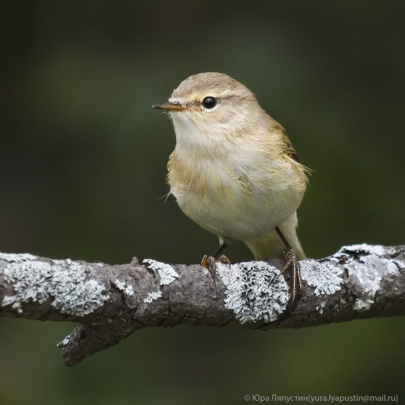 Теньковка Chiffchaff. фото превью