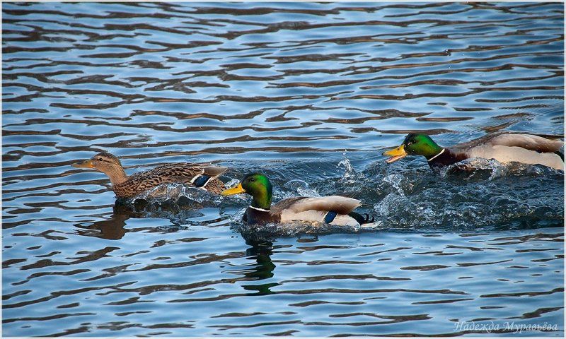 anas platyrhynchos, кряква, спаривание Она любит его, а он любит другого фото превью