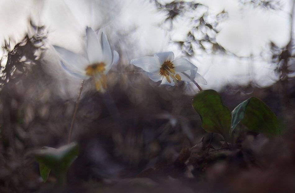 , Иваненко Светлана