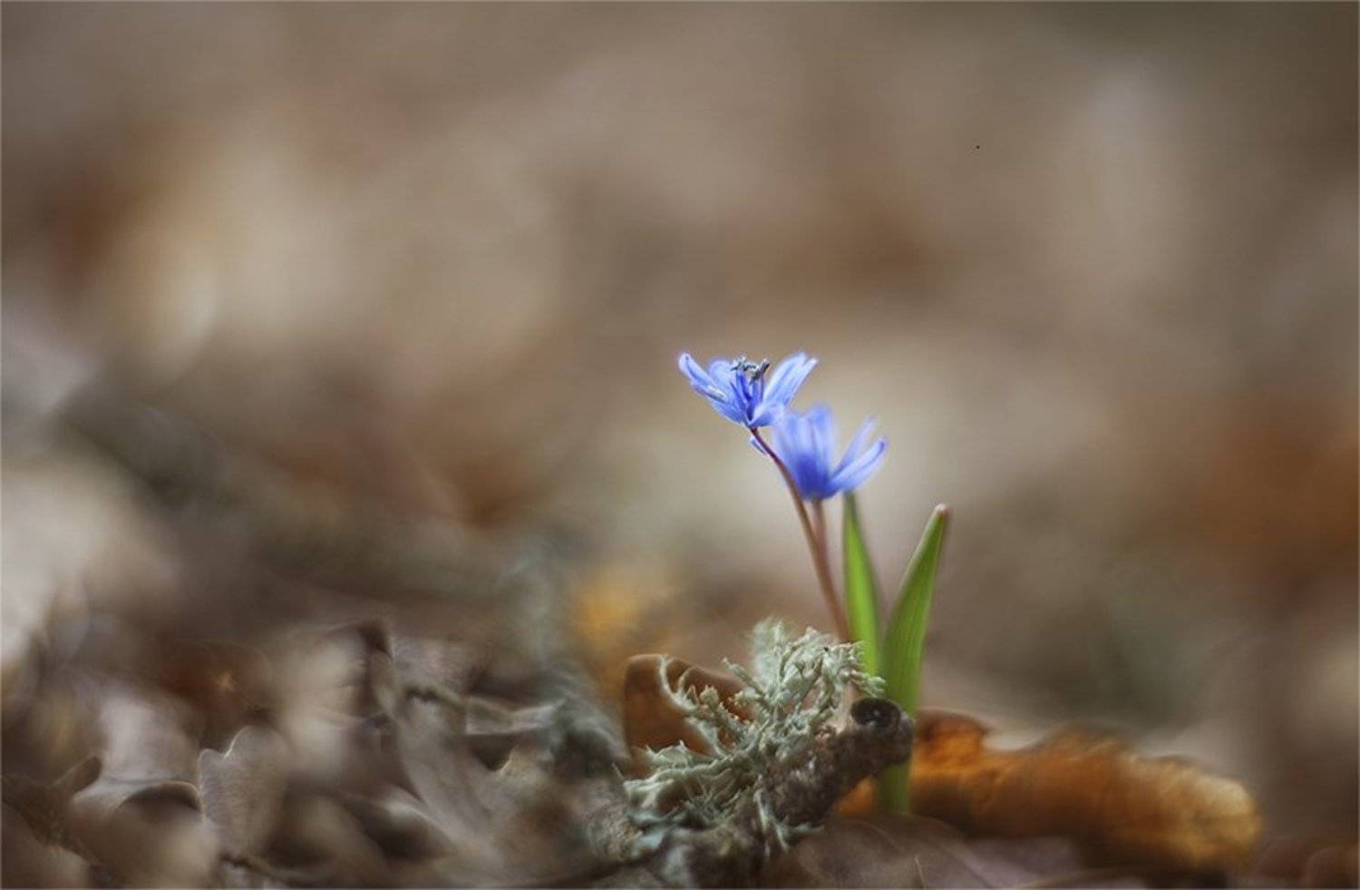 , Наталья Ова