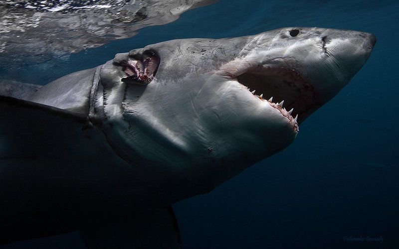 Toruk Makto фото превью