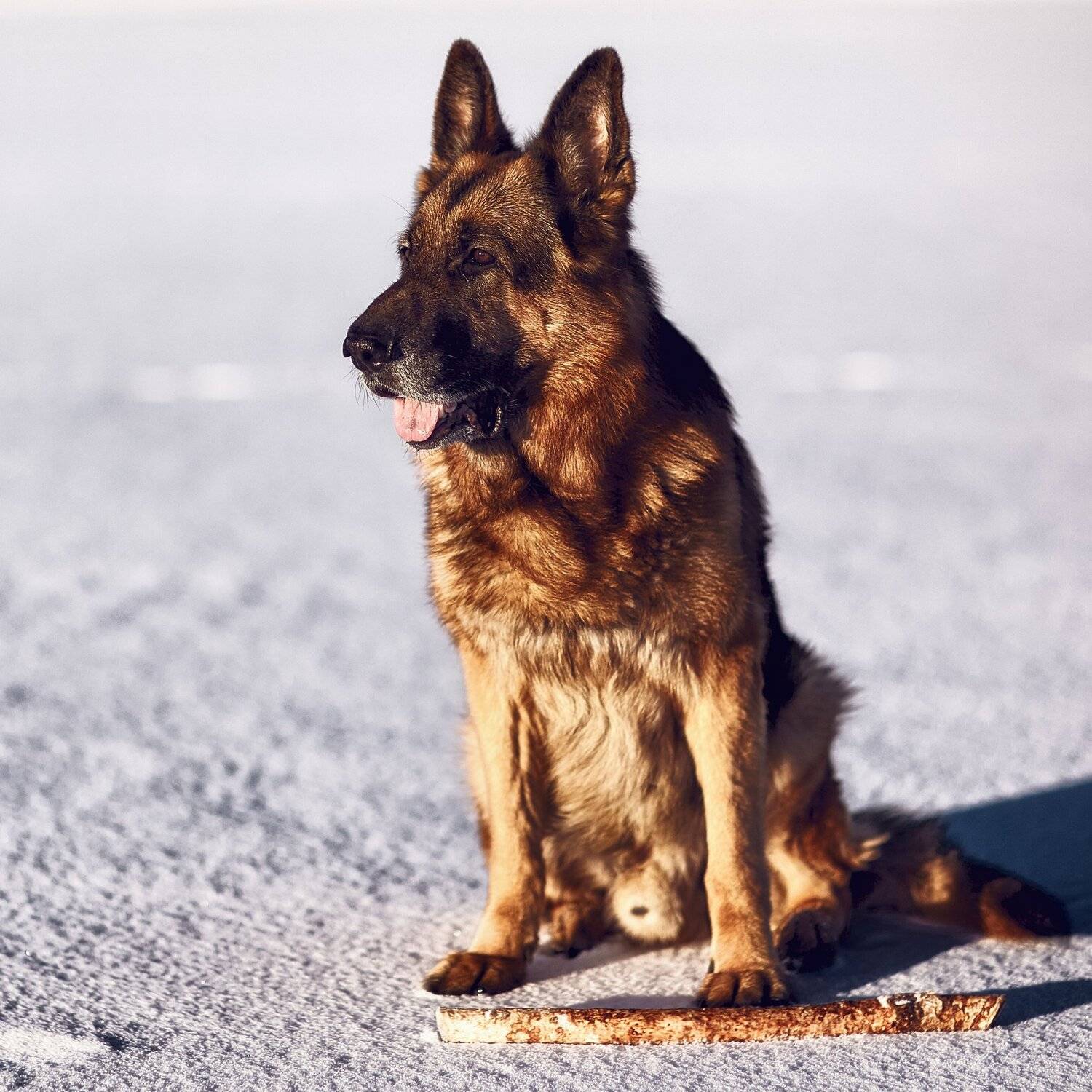 , Булатов Дмитрий