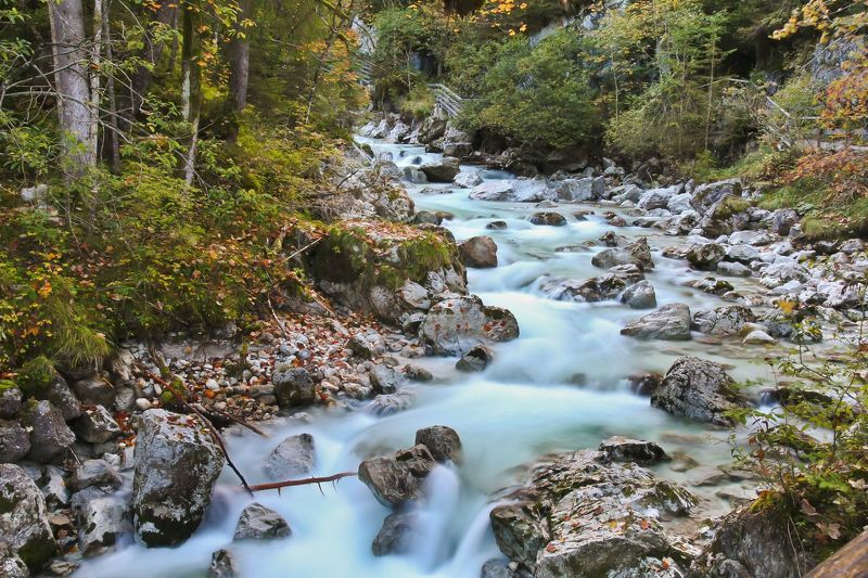 Сказки волшебного леса фото превью