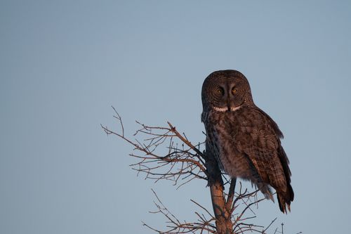 Утренняя сова