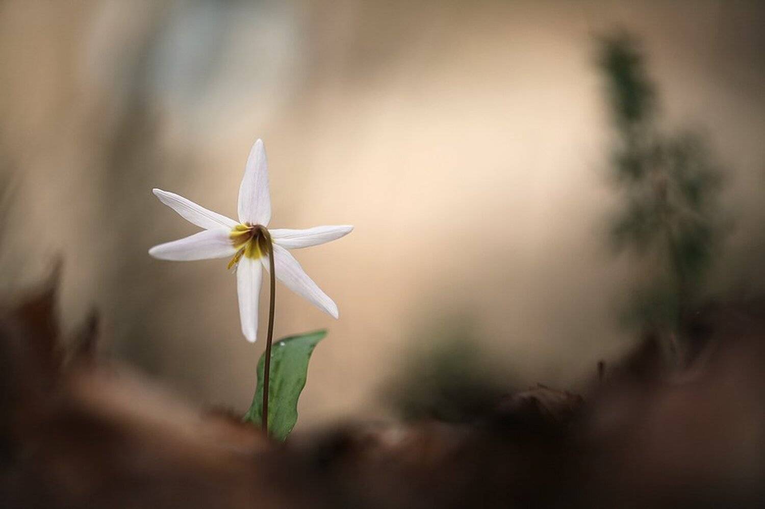 , Иваненко Светлана