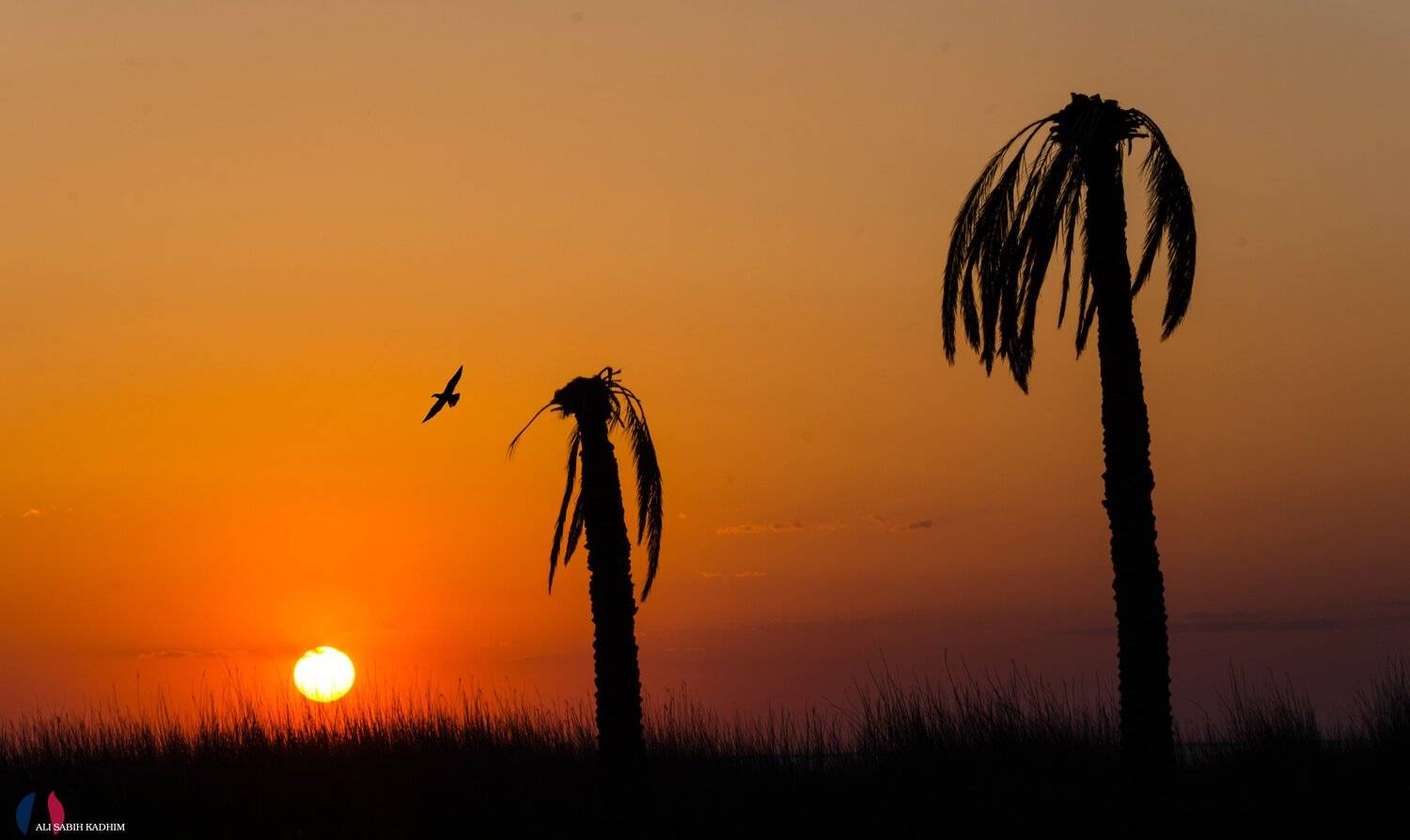 iraq , Ali Ali Sabih Kadhim