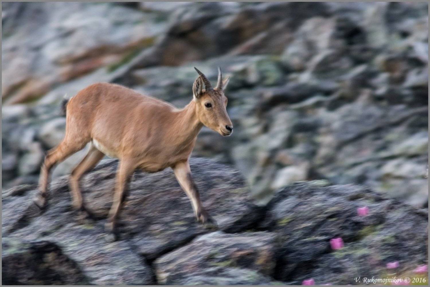 , Рукомойников Валентин