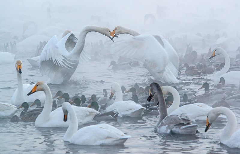 Схватка фото превью
