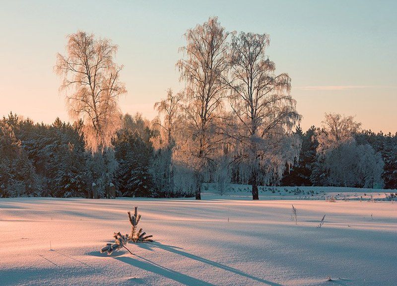Пейзаж, зимний пейзаж, зима, деревья, березы, снег, тени, свет Зимнее утро фото превью