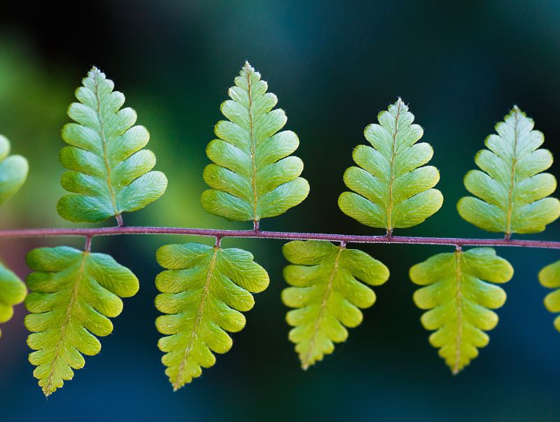 Листья фото превью