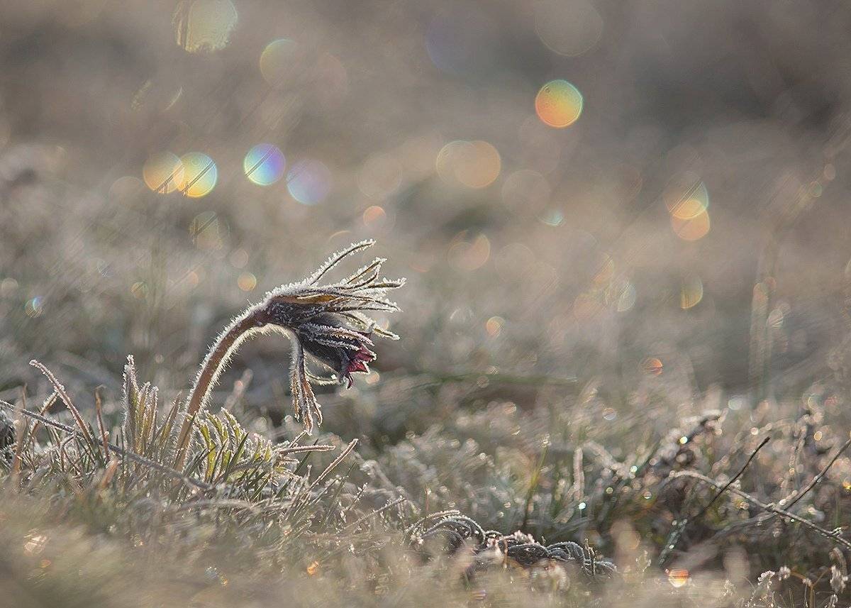 Сон-трава., Александр Игнатьев