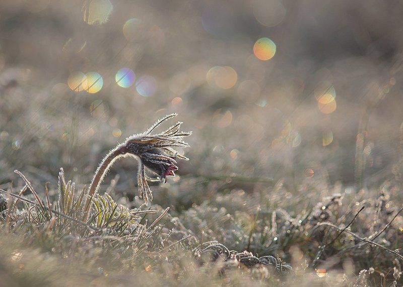 Сон-трава. Цветные сны Сон-Травы. фото превью